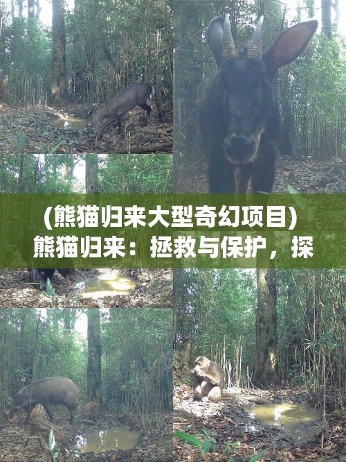 (熊猫归来大型奇幻项目) 熊猫归来：拯救与保护，探索中国野生熊猫回归自然的旅程！